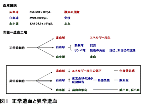 正常造血と異常造血